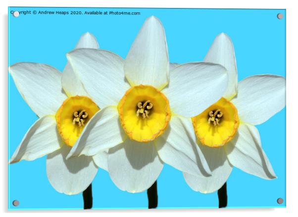 Trio of daffodil heads Acrylic by Andrew Heaps