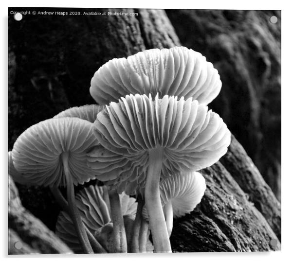 Mystical Underworld of Woodland Fungi Acrylic by Andrew Heaps