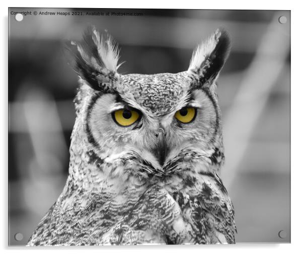 Eagle Owl in black and white  Acrylic by Andrew Heaps