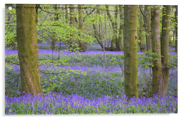 Bluebells in local woodland being Lawton woods. Acrylic by Andrew Heaps