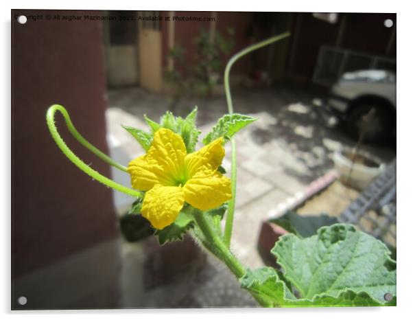 Cucumber flower, Acrylic by Ali asghar Mazinanian