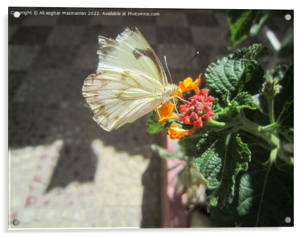 New butterfly shot Acrylic by Ali asghar Mazinanian