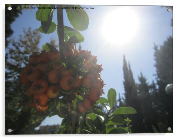 Sunlit Orchard: A Persian Springtime Tale Acrylic by Ali asghar Mazinanian