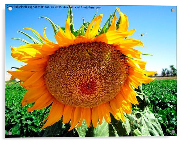 Sunflower , Acrylic by Ali asghar Mazinanian