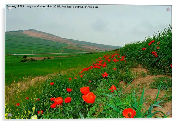  tulips on wheat farm, Acrylic by Ali asghar Mazinanian