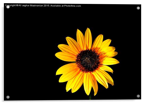  Sunflower 5 Acrylic by Ali asghar Mazinanian