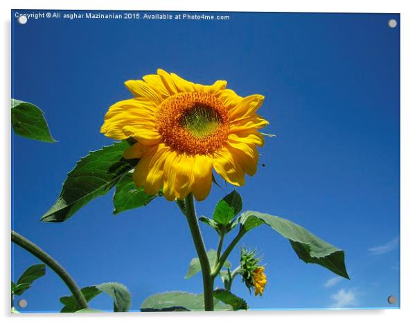 Sunflower in the sky, Acrylic by Ali asghar Mazinanian