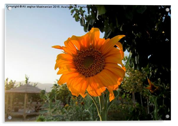 Sunflower at AVERSE tourism garden, Acrylic by Ali asghar Mazinanian