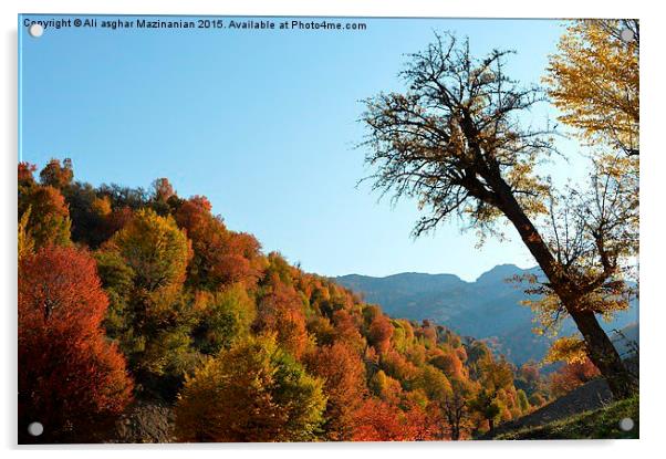  Beautiful autumn of OLANG Jungle, Acrylic by Ali asghar Mazinanian