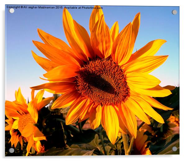 Sunflower against blue sky,Merry Christmas , Acrylic by Ali asghar Mazinanian