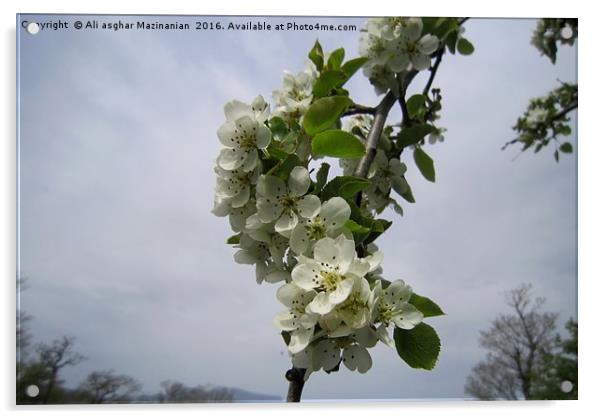 Wild plum's blossoms 3, Acrylic by Ali asghar Mazinanian