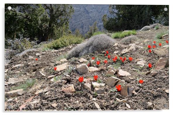 Wild red tulips on mountain, Acrylic by Ali asghar Mazinanian