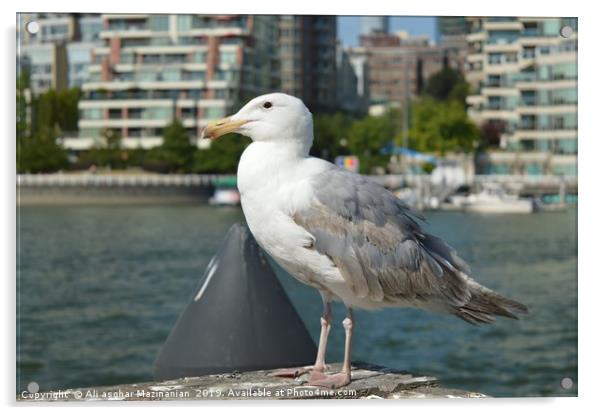 A beautiful seagull, Acrylic by Ali asghar Mazinanian