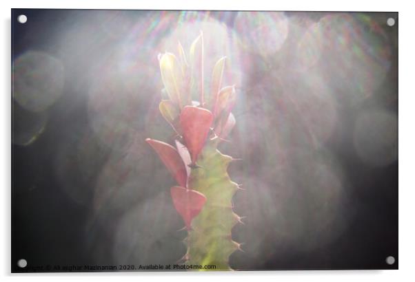 A macr shot of a cactus under sun-rays, Acrylic by Ali asghar Mazinanian