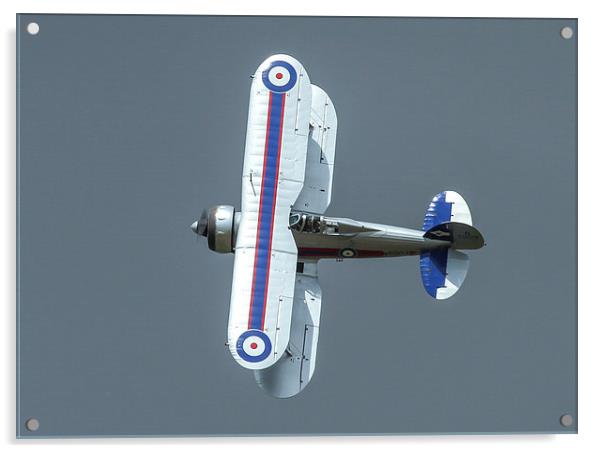  Gloster Galdiator Acrylic by Philip Catleugh