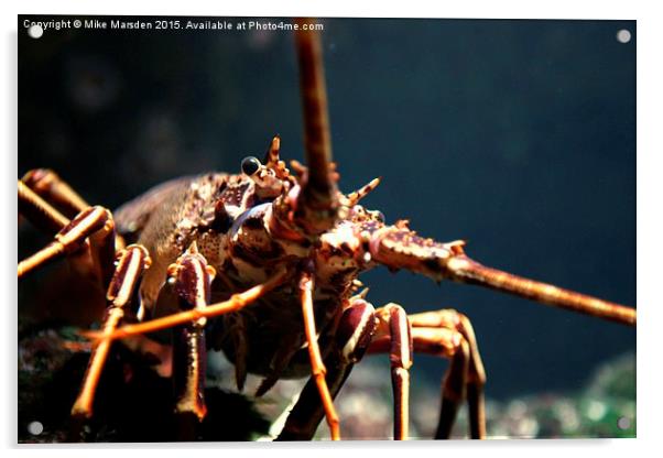 Saltwater Crayfish Acrylic by Mike Marsden