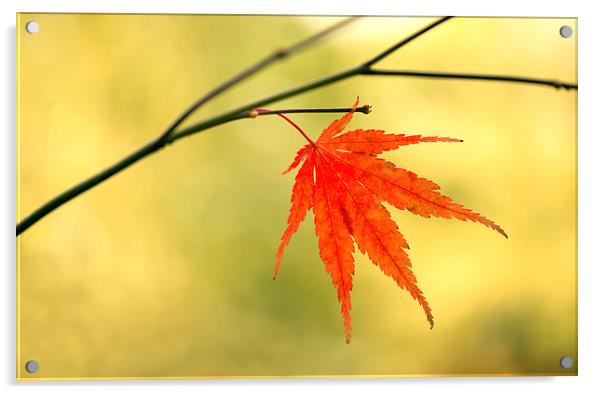  Autumn leaf Acrylic by Inguna Plume