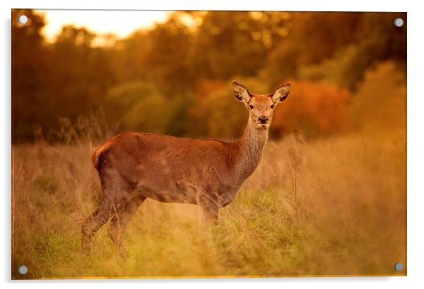  Red deer! Acrylic by Inguna Plume