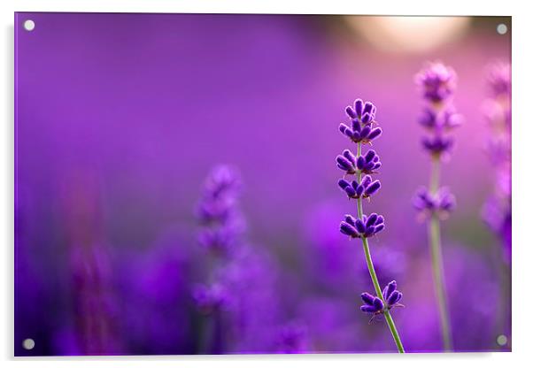  Lavender macro! Acrylic by Inguna Plume