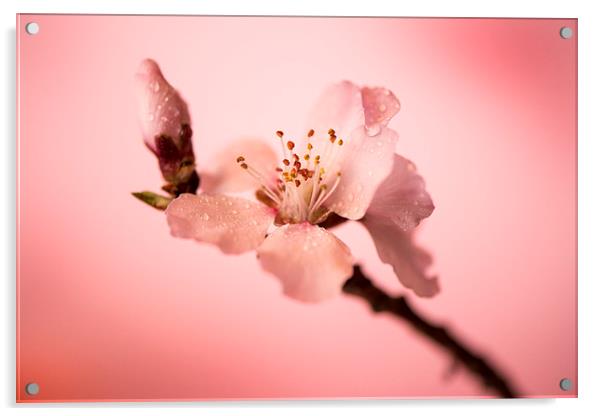  Cherry blossoms Acrylic by Inguna Plume