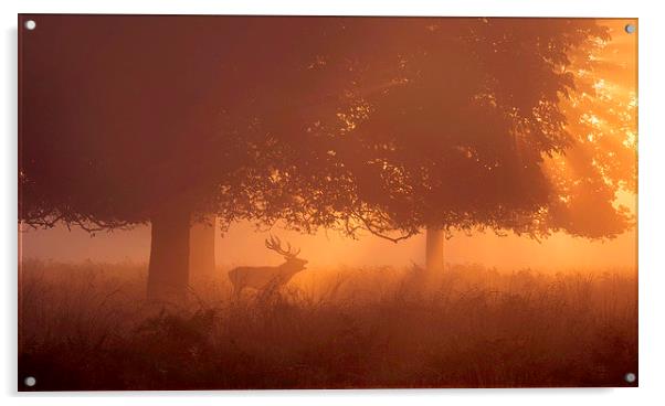  Silhouette of Deer in Mist at Sunrise Acrylic by Inguna Plume