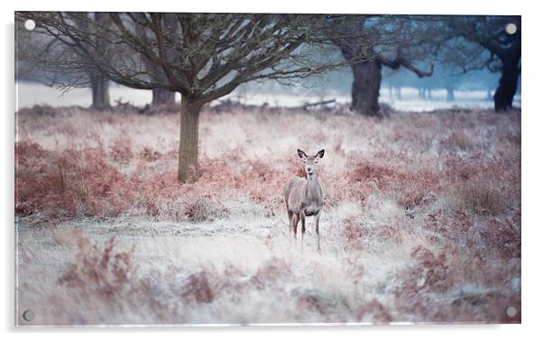  Deer! Acrylic by Inguna Plume