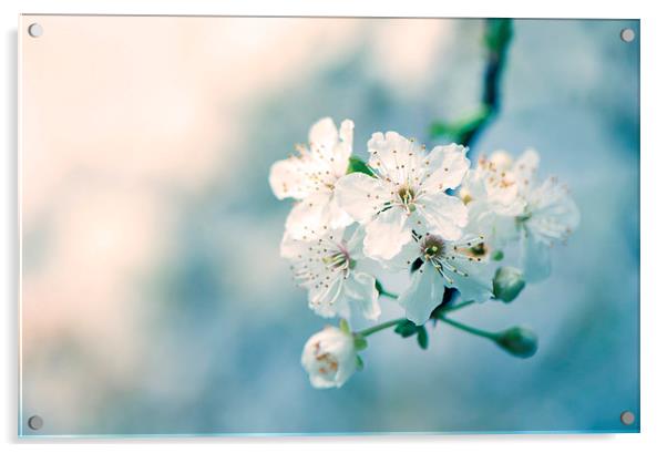  Cherry blossom! Acrylic by Inguna Plume