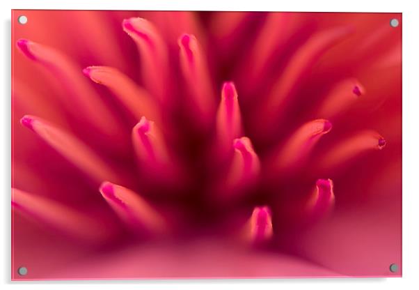 Macro of a Pink Magnolia  Acrylic by Inguna Plume