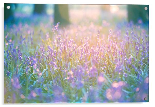  Bluebells Acrylic by Inguna Plume