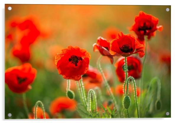  Poppies Acrylic by Inguna Plume
