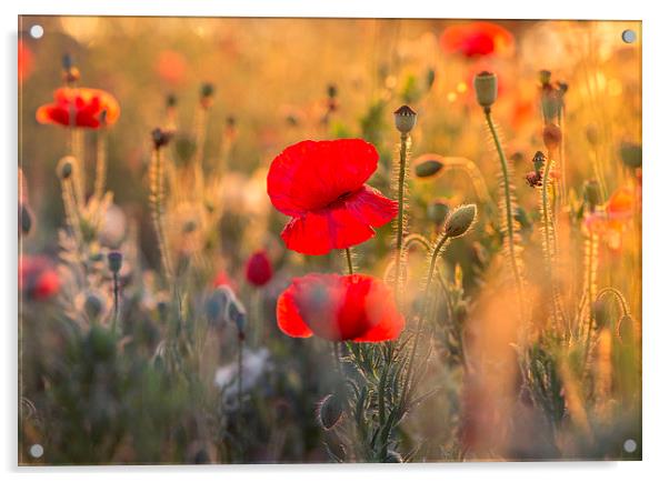  Poppy sunset Acrylic by Inguna Plume