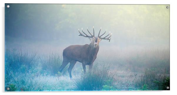 Deer stag Acrylic by Inguna Plume