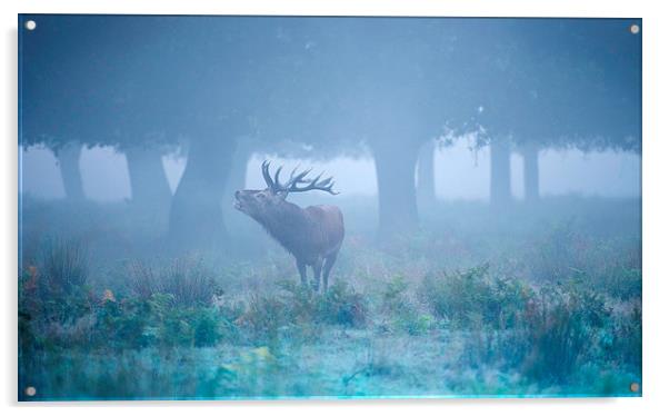 Red deer stag Acrylic by Inguna Plume