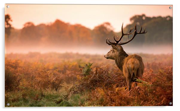 Red deer stag Acrylic by Inguna Plume