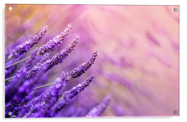 Lavender! Acrylic by Inguna Plume