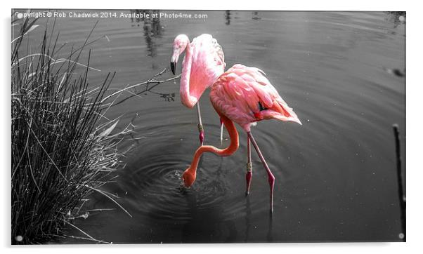  Flamingo Acrylic by Rob Chadwick