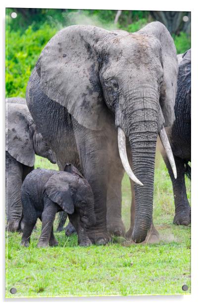 Elephant and Baby Acrylic by Lee Wilson