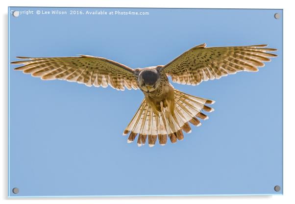 Kestrel Hovering Acrylic by Lee Wilson