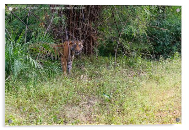 Wild Tiger of Bandhavgar Acrylic by Lee Wilson