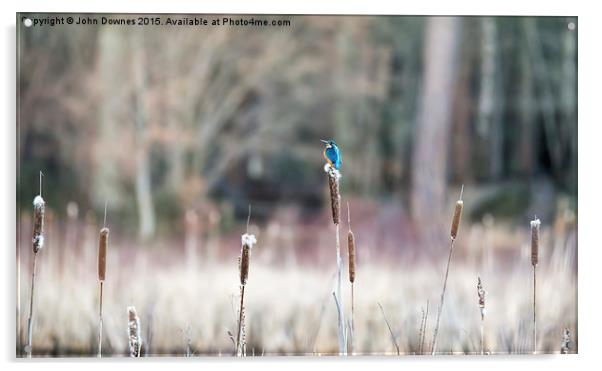  Kingfisher Acrylic by John Downes