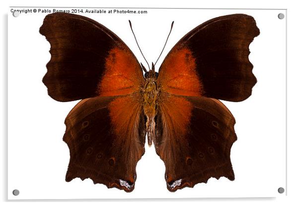 brown and orange butterfly Acrylic by Pablo Romero