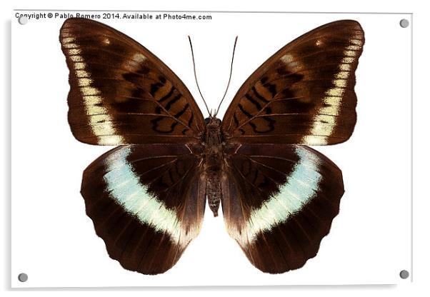 brown Nymphalidae butterfly Acrylic by Pablo Romero