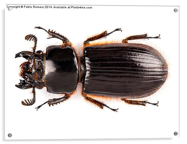 Beetle Aceraius grandis Acrylic by Pablo Romero
