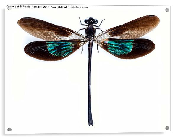 Dragonfly with green and brown wings Acrylic by Pablo Romero