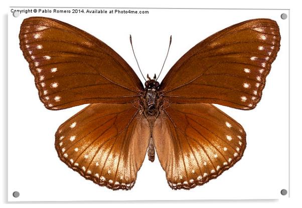 butterfly species Hypolimnas anomala wallaceana Acrylic by Pablo Romero