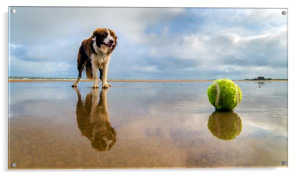  Dog v Ball Acrylic by Alan Simpson