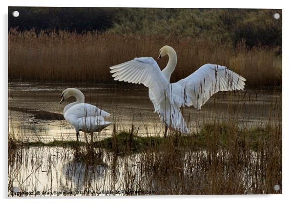 Swan Lake Acrylic by Alan Simpson