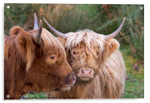 Highland Cows Acrylic by Alan Simpson