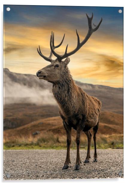 Wild Deer Acrylic by Alan Simpson