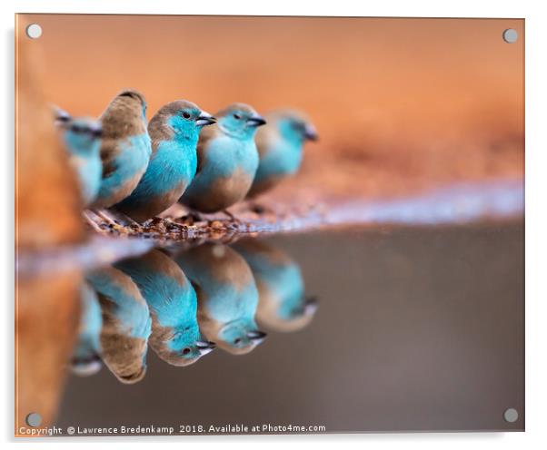 Blue Waxbills Drinking at Ulundi River Lodge Bird  Acrylic by Lawrence Bredenkamp